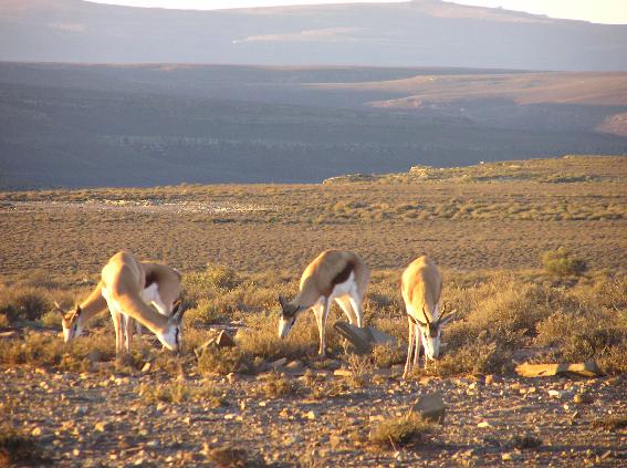 ������� ��������