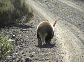 aardvark