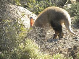 Aardvark2