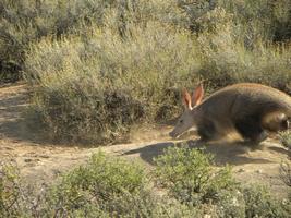 aardvark3