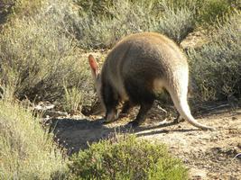Aardvark