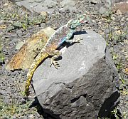 Lizard