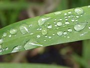 Water droplets