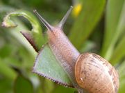 Snail