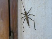Bug