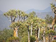 Clan William Quiver Trees