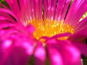 Bright