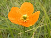 Yellow Flower