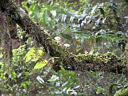 Branch