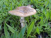 Mushroom