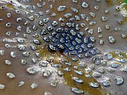 Mushroom surface