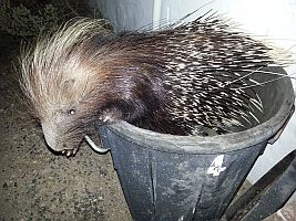 Porcupine in bin