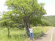 Maroela Tree