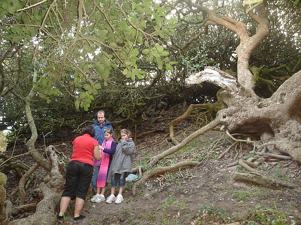 GC1AFJ7_The_Stanford_Bay_path_unda_the_trees